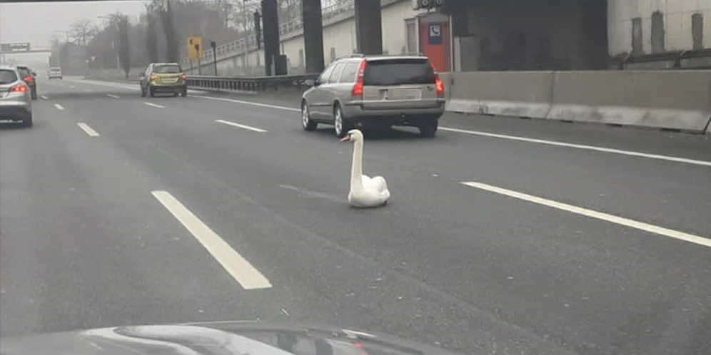 Dieser Wasservogel setzte sich mitten auf die Autobahn