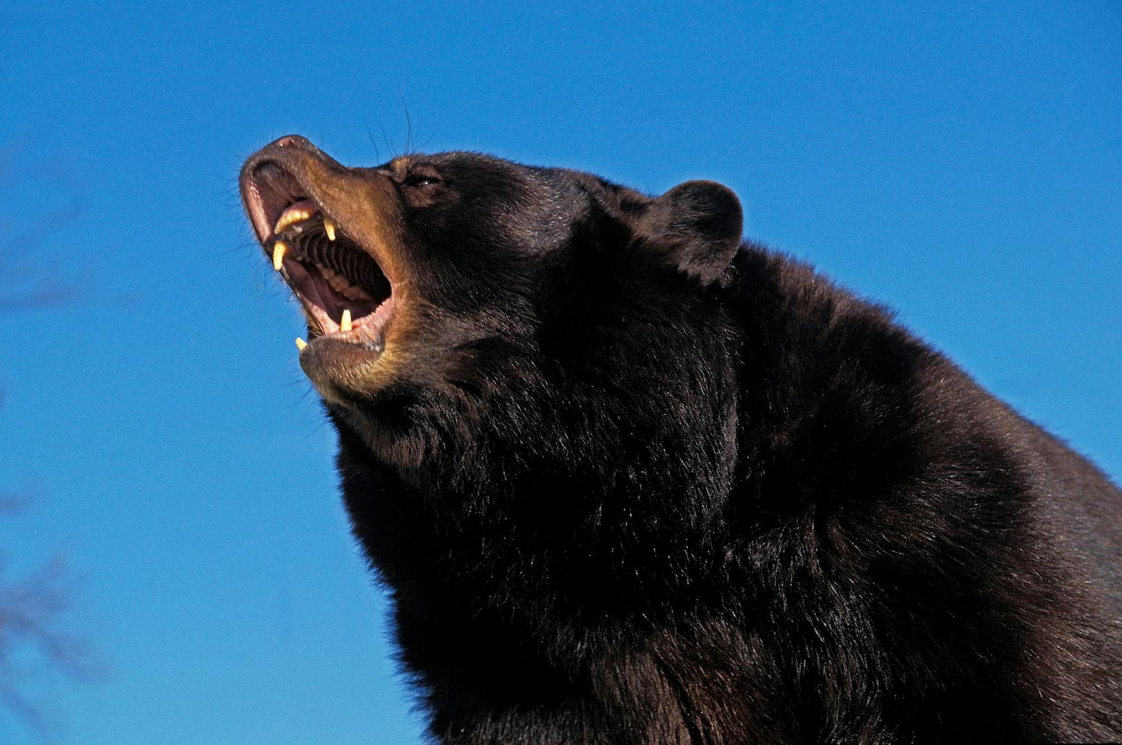 Ein Amerikanischer Schwarzbär (Ursus americanus) in Abwehrstellung. Symbolbild