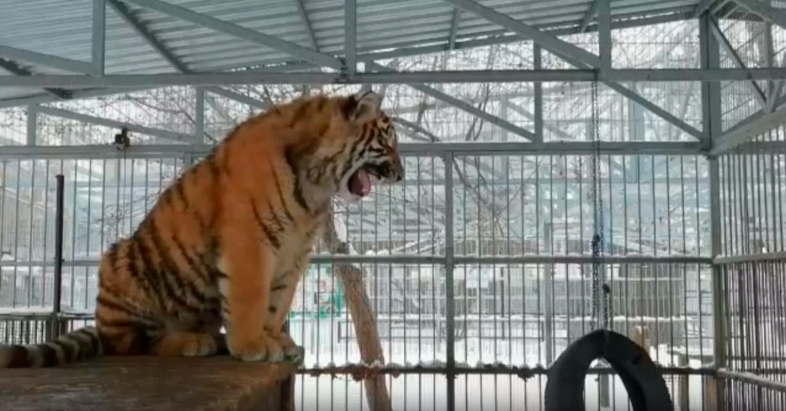 Dieser Tiger verzückt mit seinem Singsang das Netz