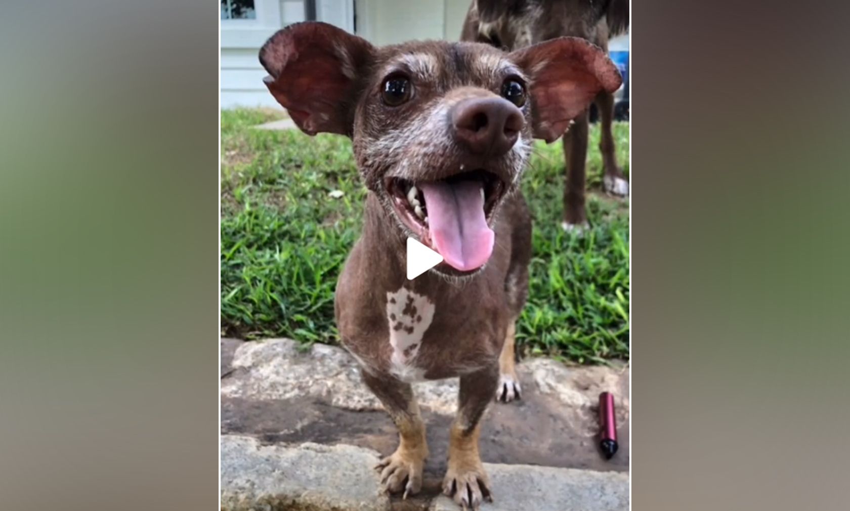 Das ist "Dobby" heute - ist das nicht unfassbar? 