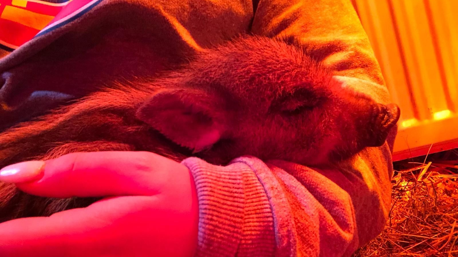 Der erst ein paar Tage alte "Albert" wurde hilflos in Wolfsgraben (Wienerwald) entdeckt. 