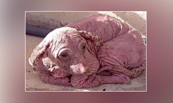 Der kleine "Dobby" war in einem jämmerlichen Zustand...