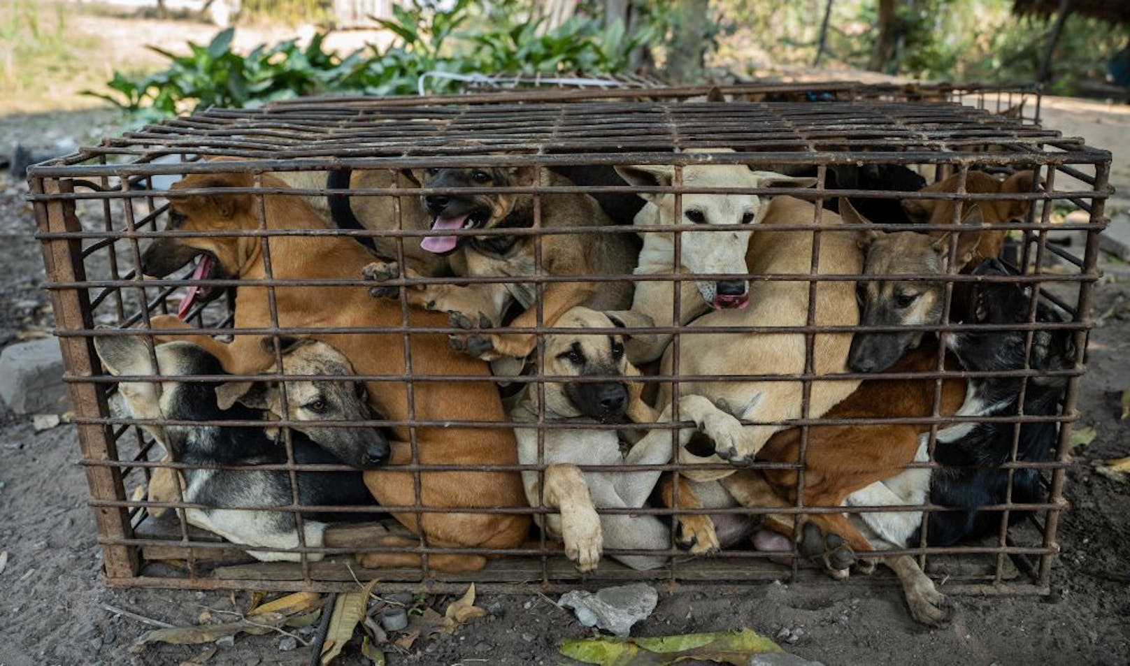 Vier Pfoten konnte 61 Hunde vor der Schlachtung retten. 