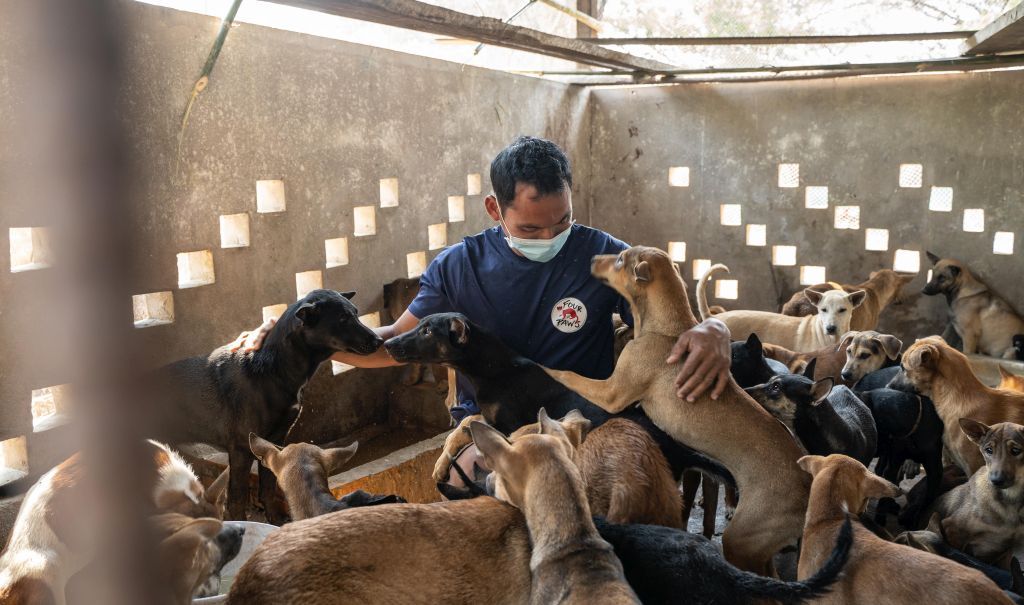 Na, immerhin größer als der Kleinbus. In einem provisorischen Gehege werden die Hunde zunächst einmal erstversorgt. 