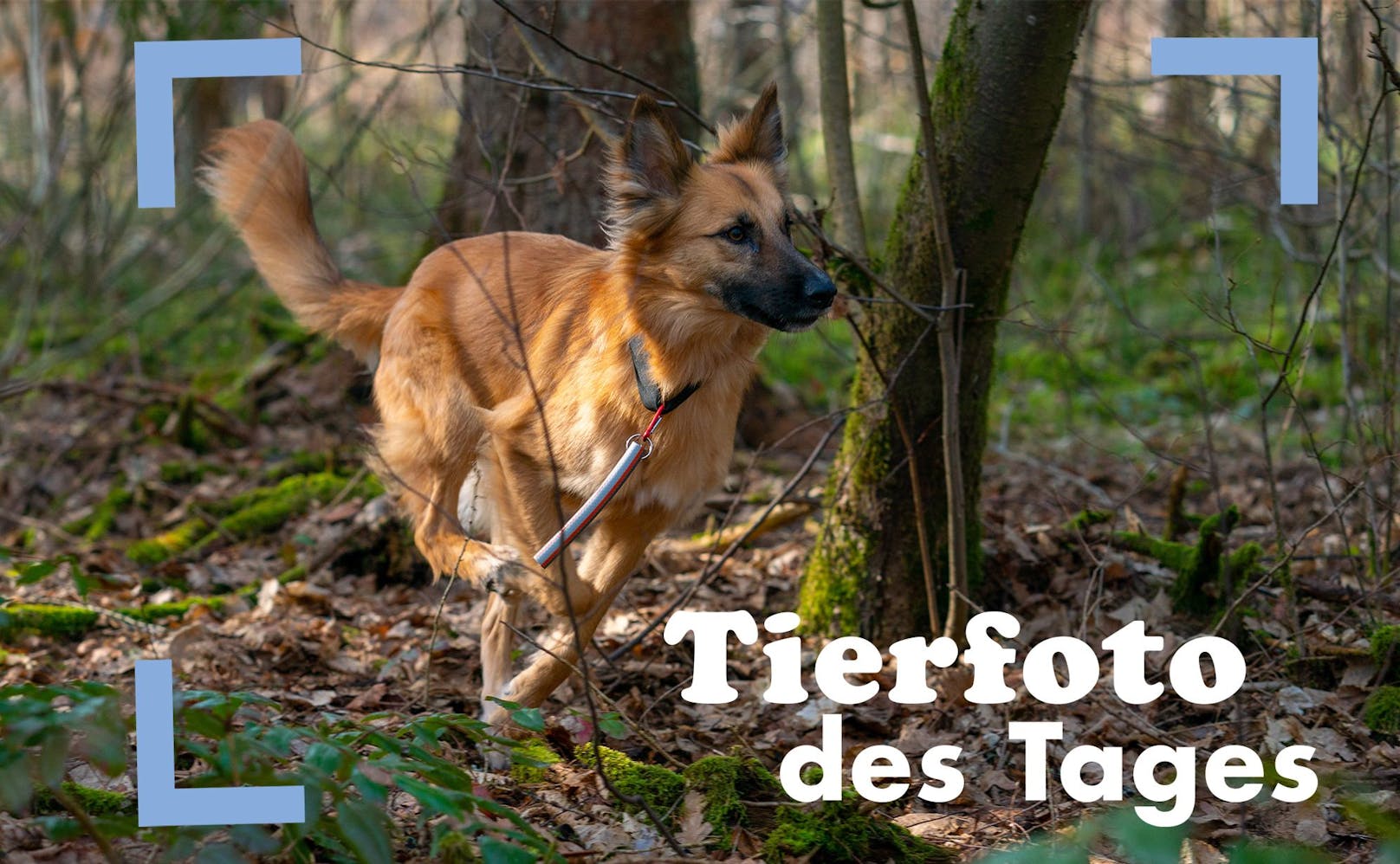 Hund "Foxy" ist darauf trainiert, in den bayrischen Wäldern nach Ausbruch der Schweinepest Kadaver von Wildschweinen zu finden. 