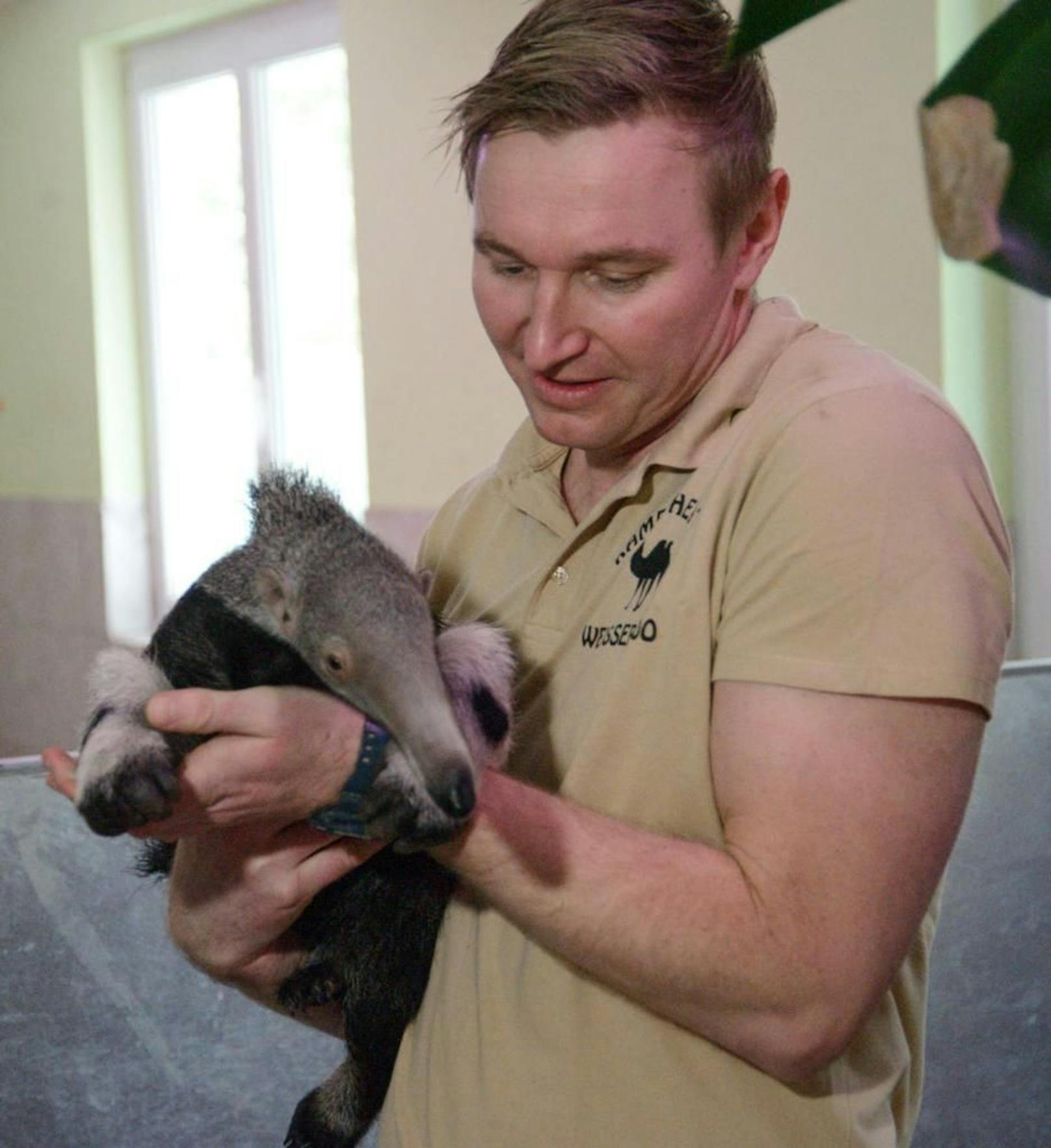 Junior-Chef Rainer Zöchling mit dem Ameisenbären-Baby
