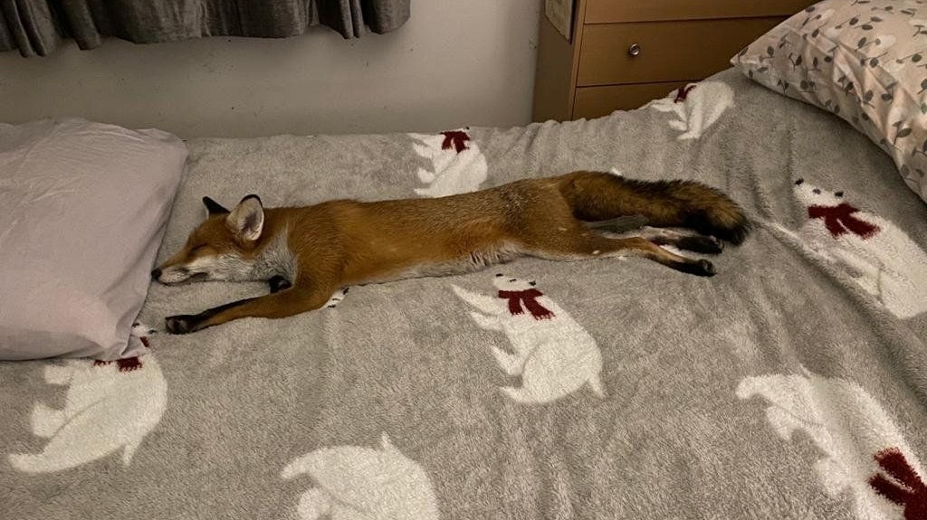 "Woody" wurde von Wildlife-Spezialisten Geoff Grewcock blind am Straßenrand gefunden. 