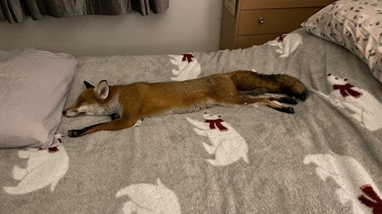 "Woody" wurde von Wildlife-Spezialisten Geoff Grewcock blind am Straßenrand gefunden.