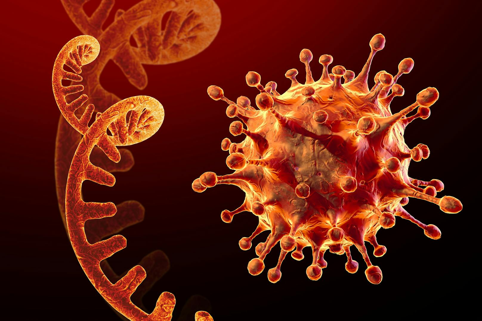 Es gibt unterschiedliche Coronavirus-Varianten.