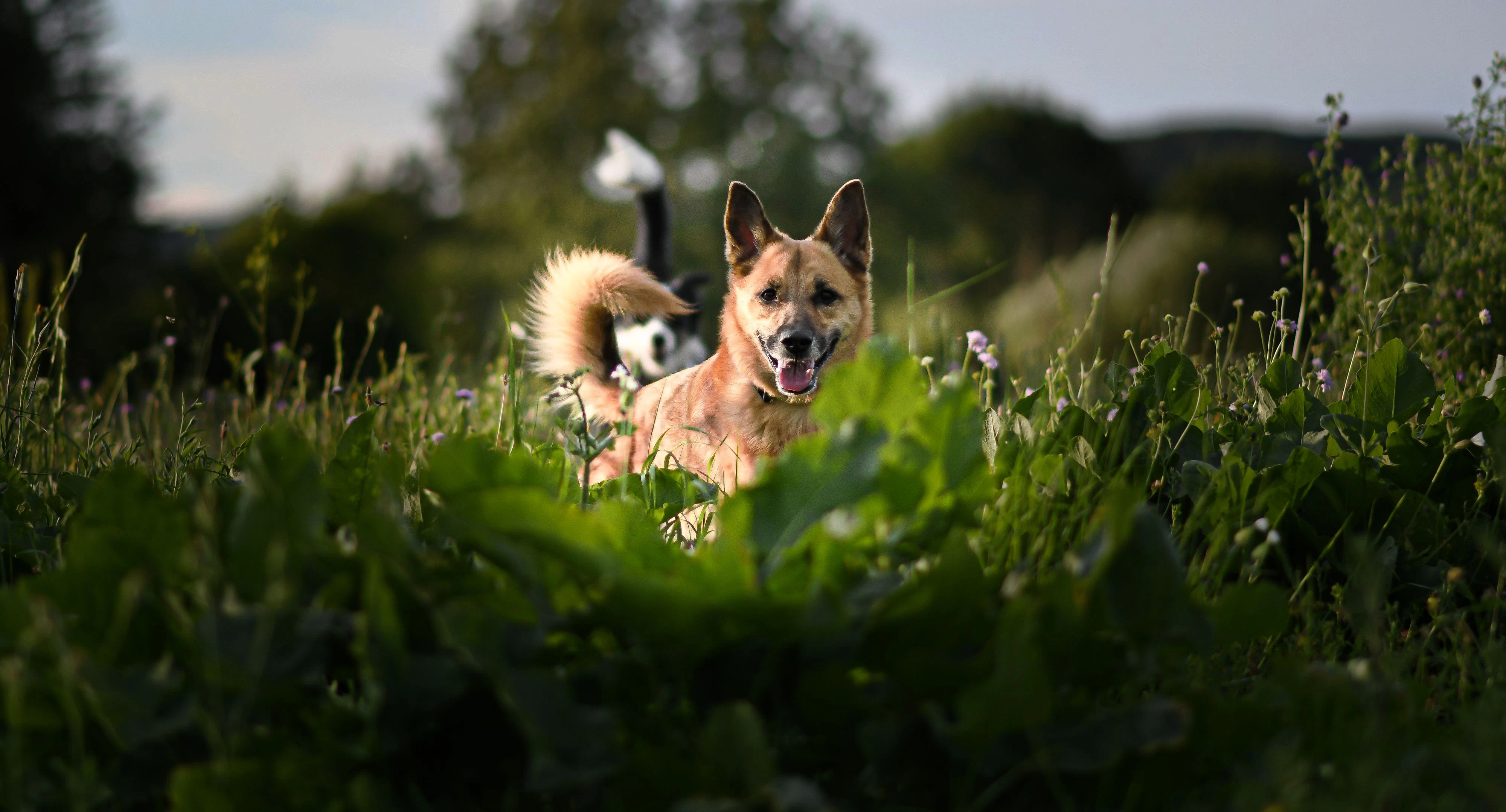 Auch der besterzogenste Hund kann manchmal ausbüxen. Ruhe bewahren! 
