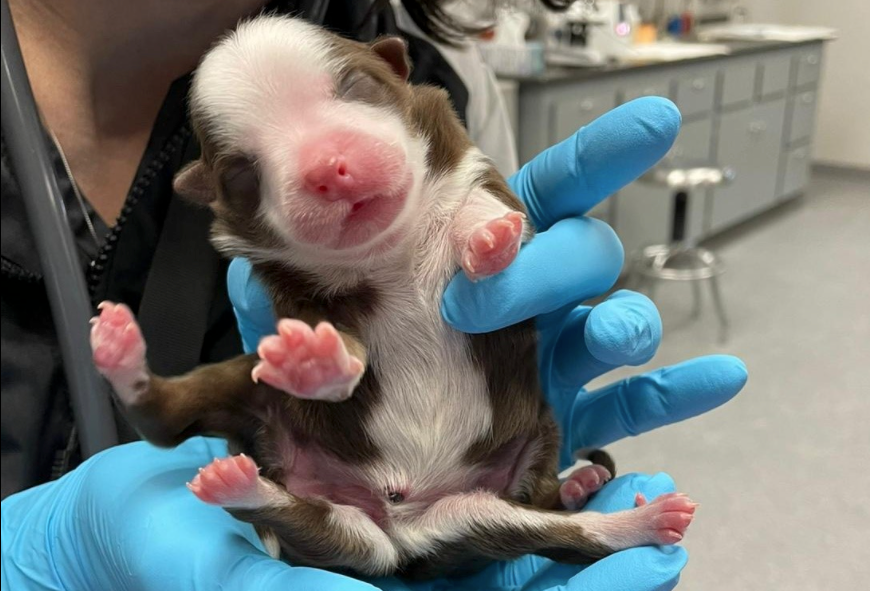 Dürfen wir vorstellen? Skipper - Ein Welpe mit sechs Beinen.