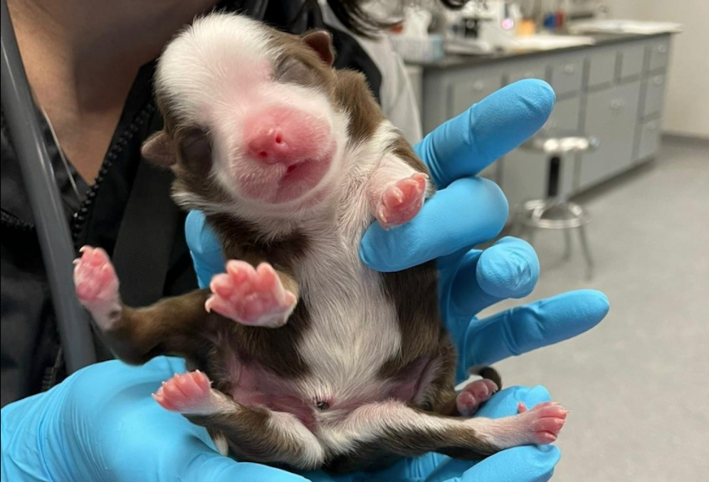 Dürfen wir vorstellen? Skipper - Ein Welpe mit sechs Beinen.