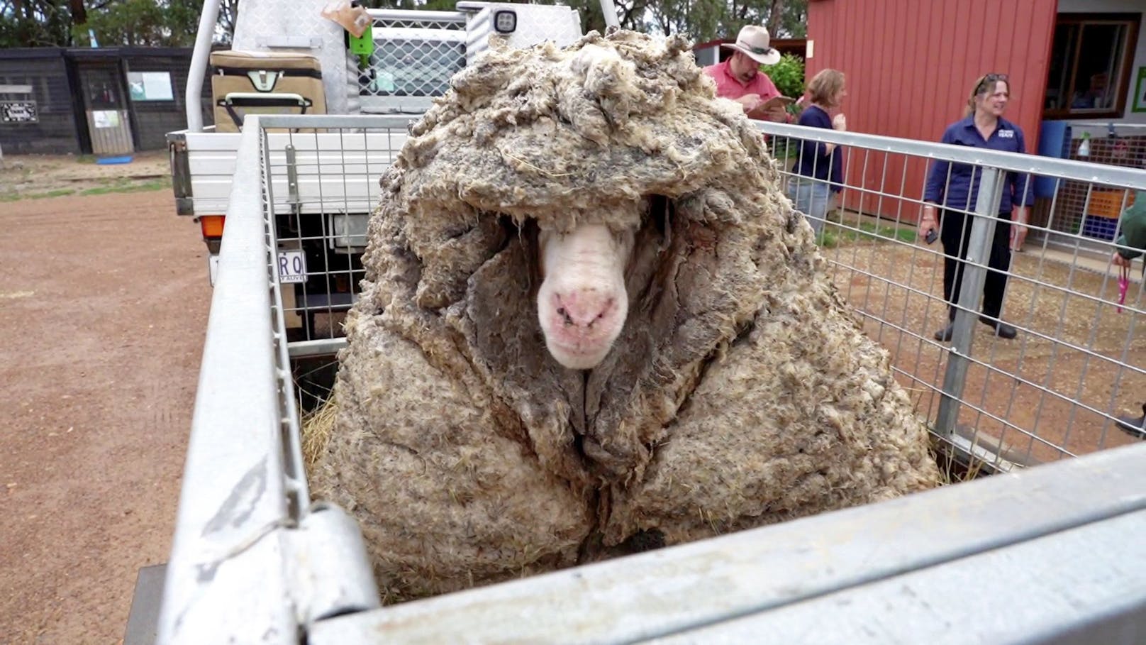 Mehr als fünf Jahre wurde das verwilderte Schaf nicht geschoren.