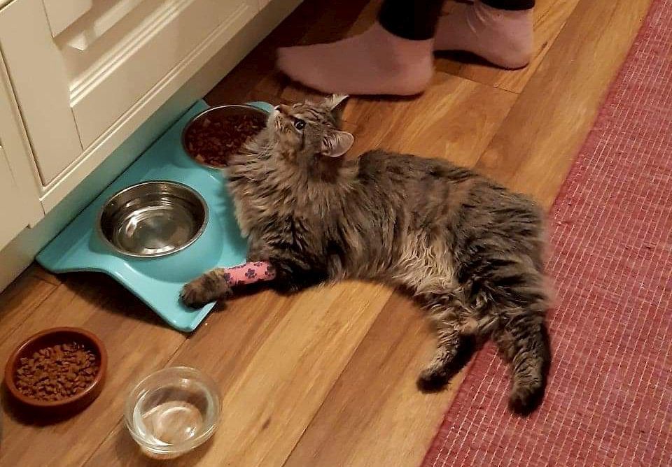 "Sammi" ist mittlerweile wohlauf. 