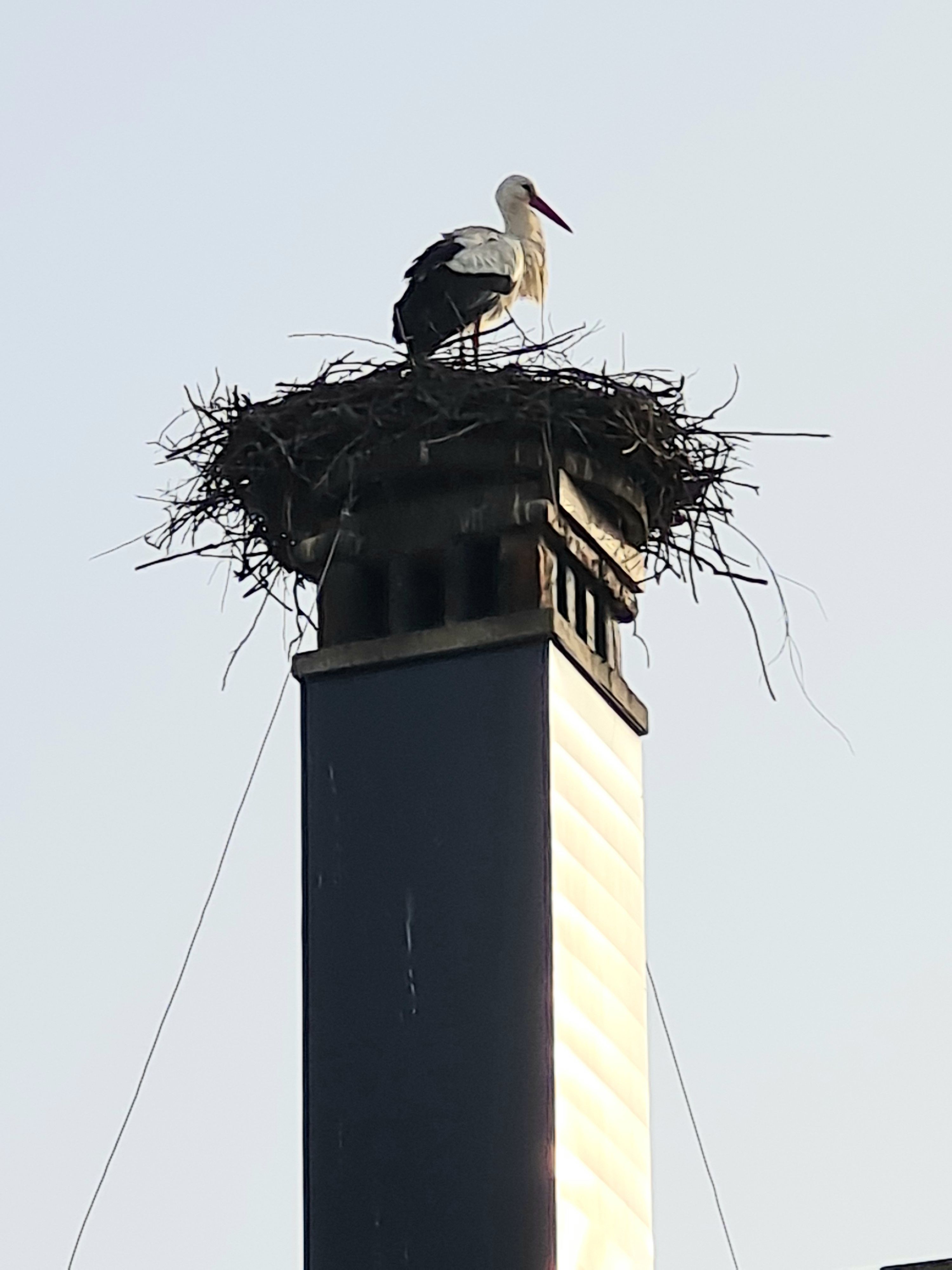 Meister Adebar ist wieder an seinem Platz.