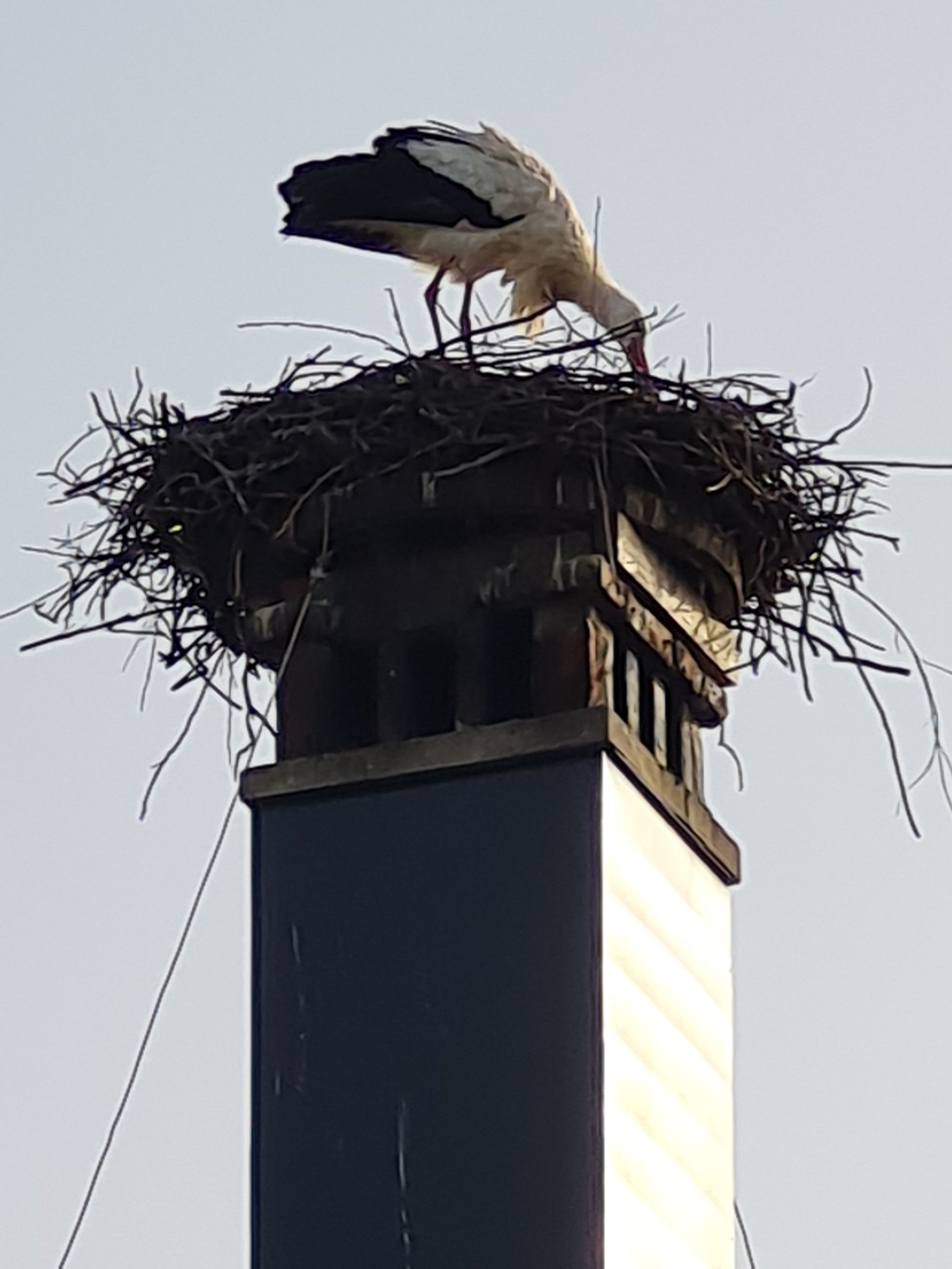 Der Storch richtet sein Nest her.