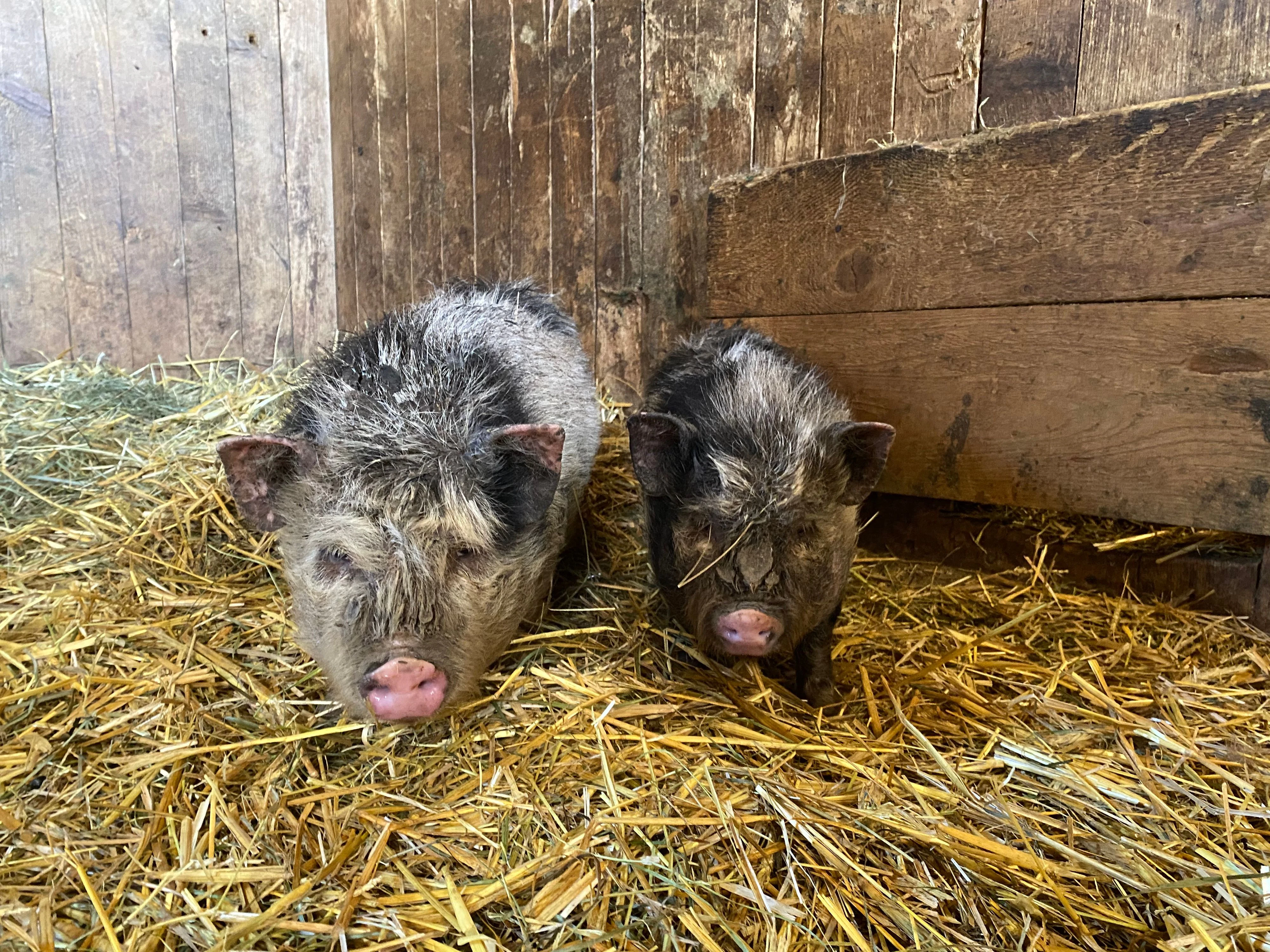 Die Mini-Schweinchen wurden kurzerhand "Hänsel & Gretel" getauft. 