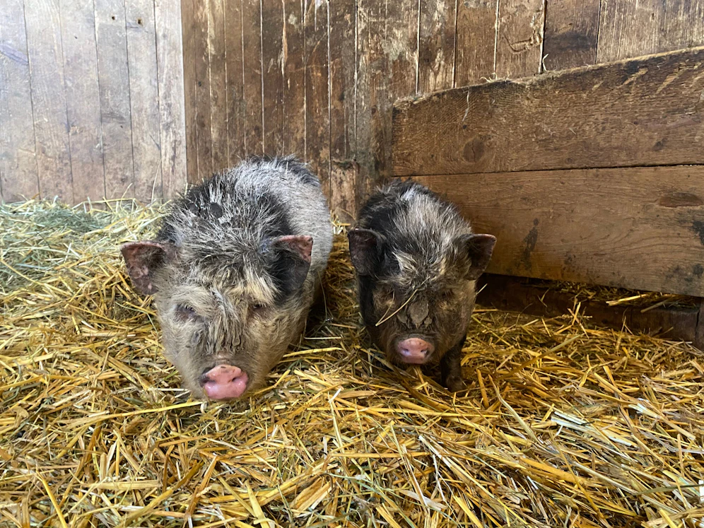 Die Mini-Schweinchen wurden kurzerhand 