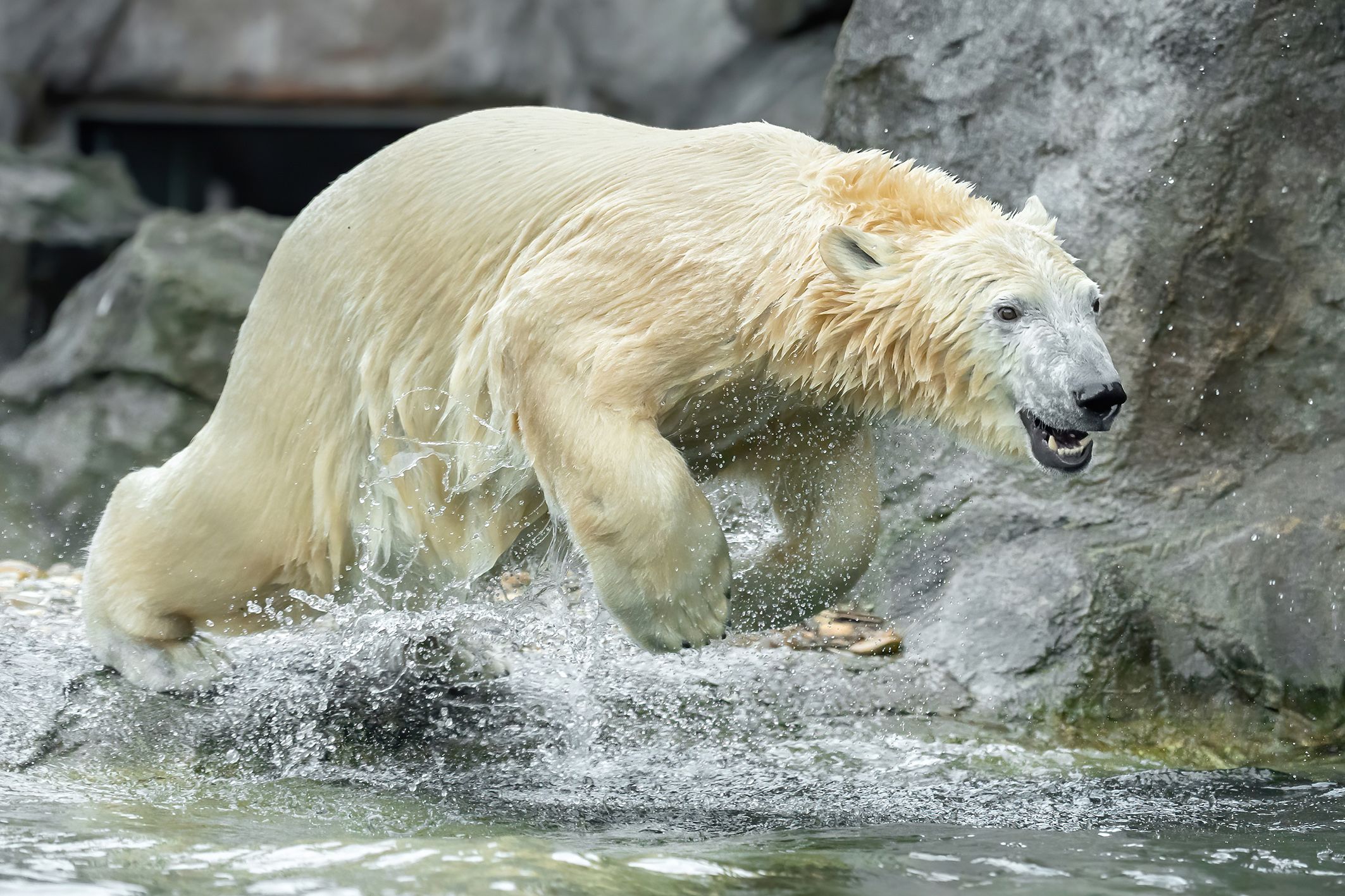 Eisbärenmädchen "Finja" macht heute Tempo zur Eisbärenrettung