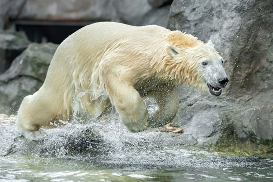 Schönbrunner Eisbärenmädchen "Finja" macht jetzt Tempo für die Eisbärenrettung