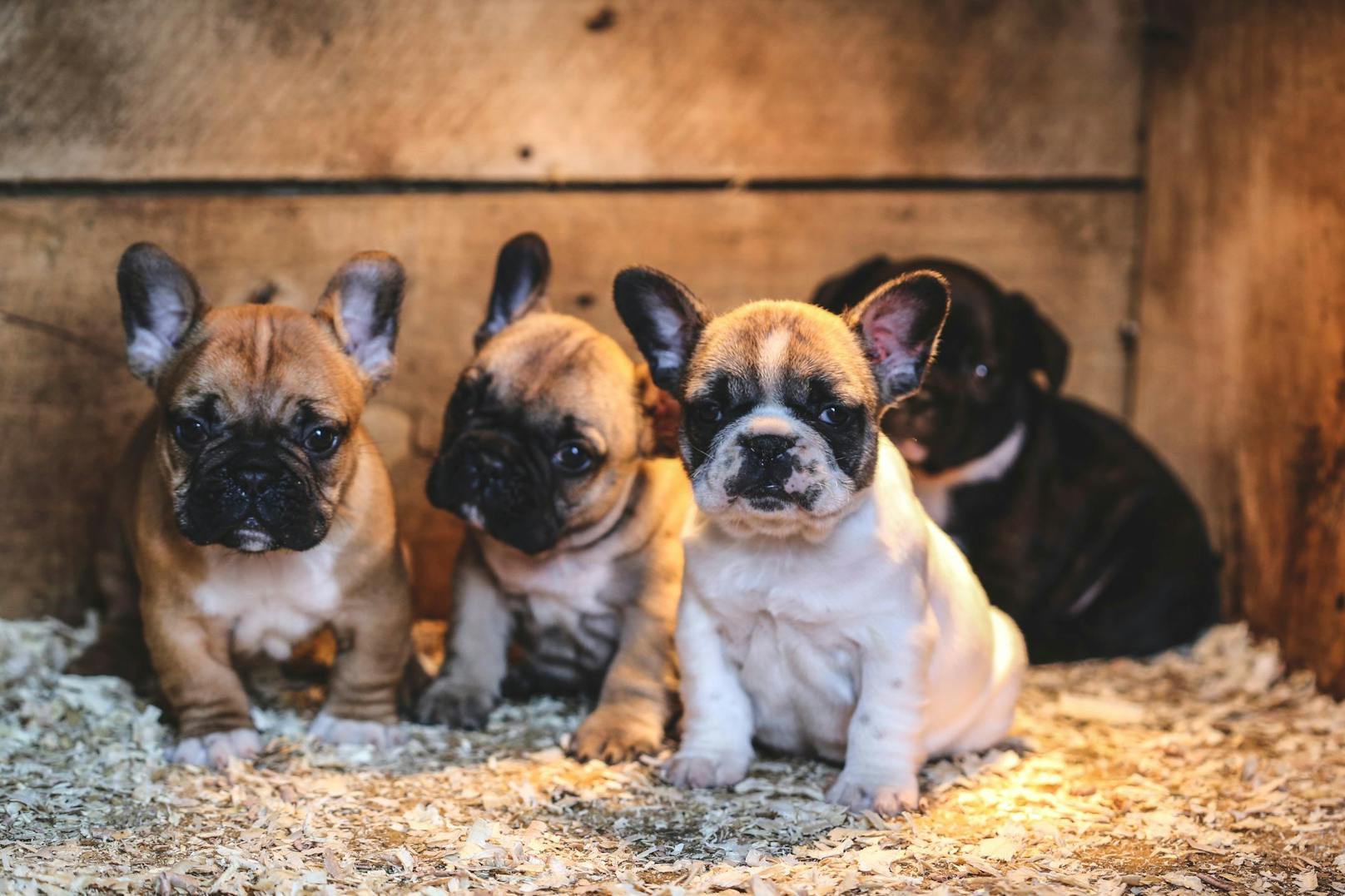 13 französische Bulldoggen Welpen sollen eingeschläfert werden, weil sie aus Polen kommen. 