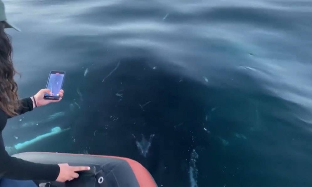 Vorsichtig näherte sich der 18 Meter lange Riese dem kleinen Schlauchboot. 