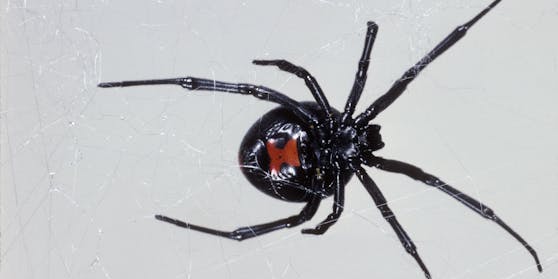 Die "Schwarze Witwe" ist hochgiftig.