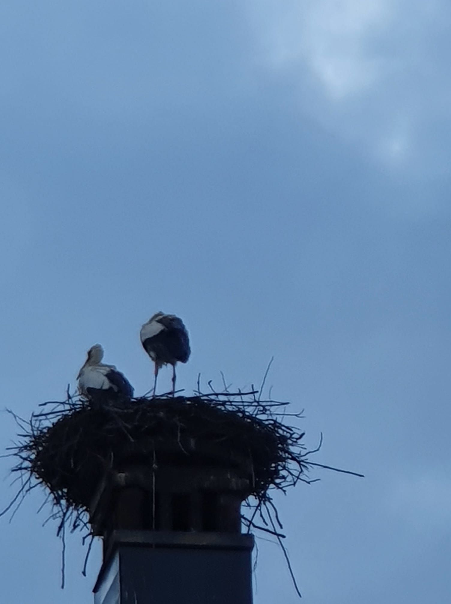 Einem Anrainer gelang ein erstes Foto von beiden Störchen.
