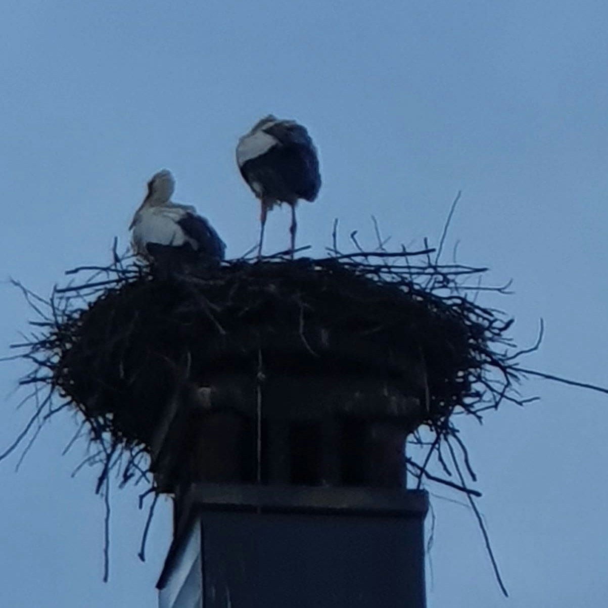 Einem Anrainer gelang ein erstes Foto von beiden Störchen.