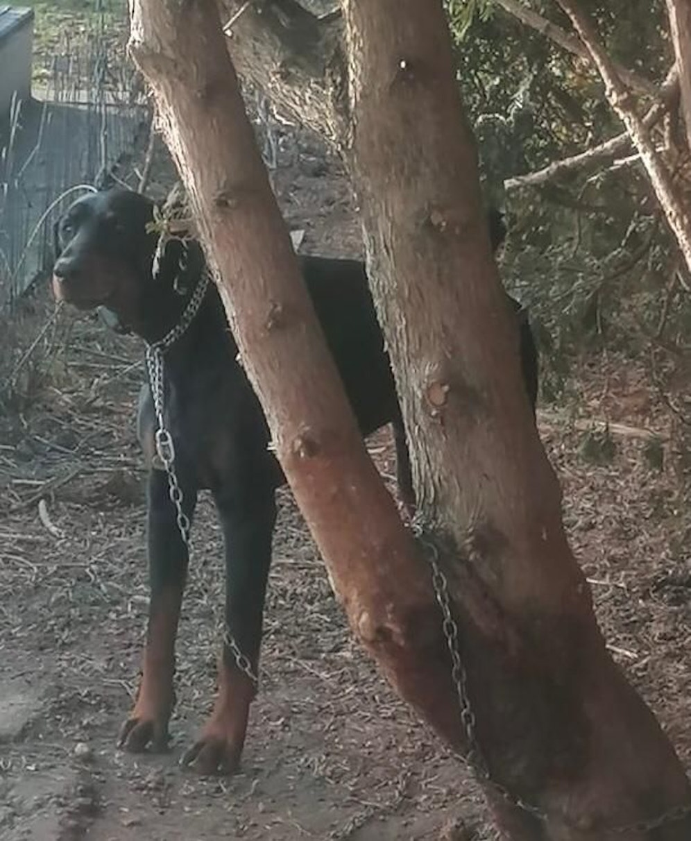 Der angekettete Hund wurde beschlagnahmt, er trug auch ein Stromhalsband.