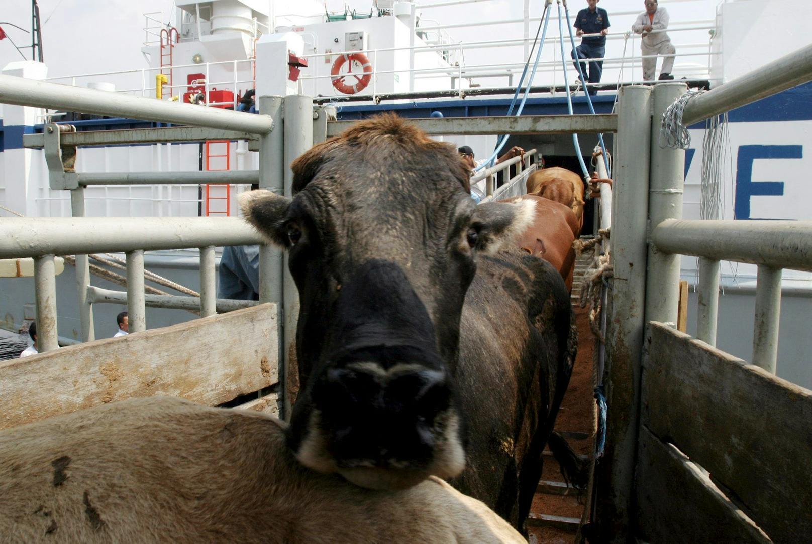 Weil sie beim Transport von Spanien in die Türkei erkrankt waren, müssen 900 Rinder notgeschlachtet werden.