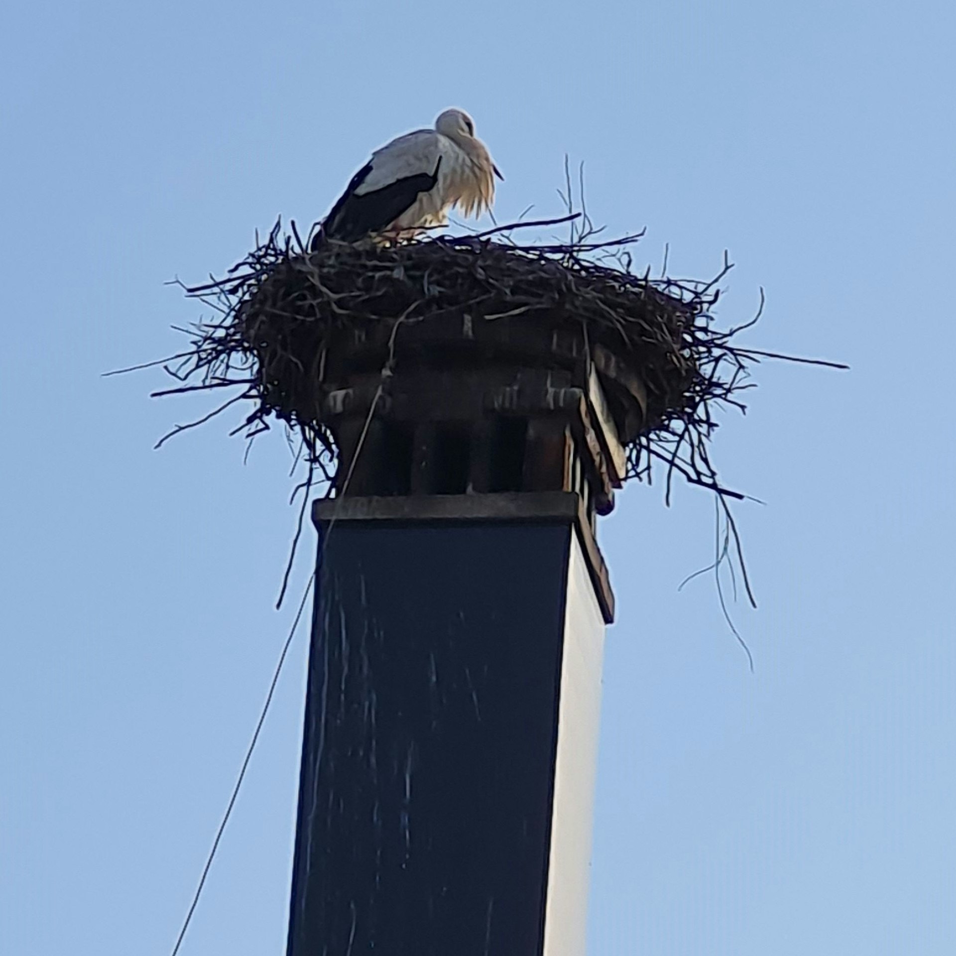 Während Frau Storch sich nach ihrem Flug erholt, ist er auf Futtersuche.