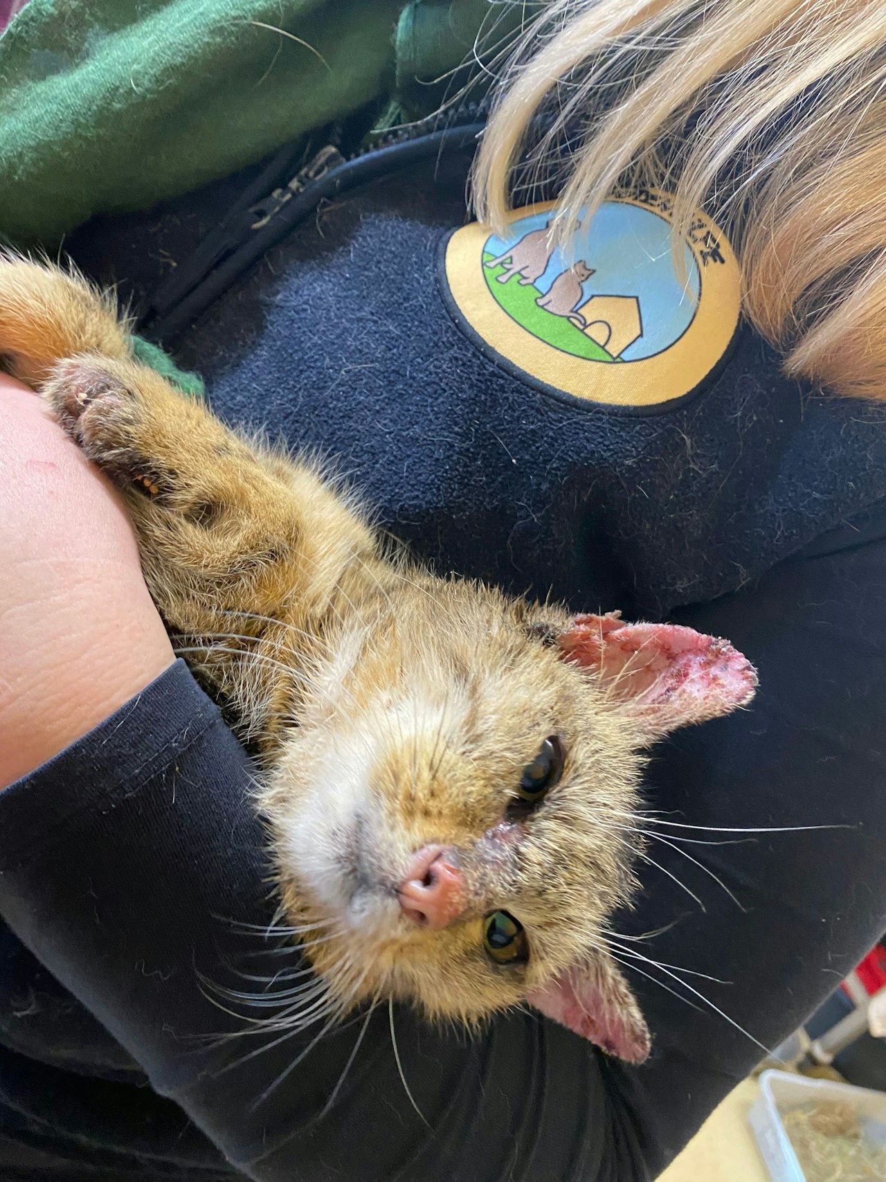 Belohnung für Tipps KatzenKörper eine einzige Wunde Haustiere Heute.at
