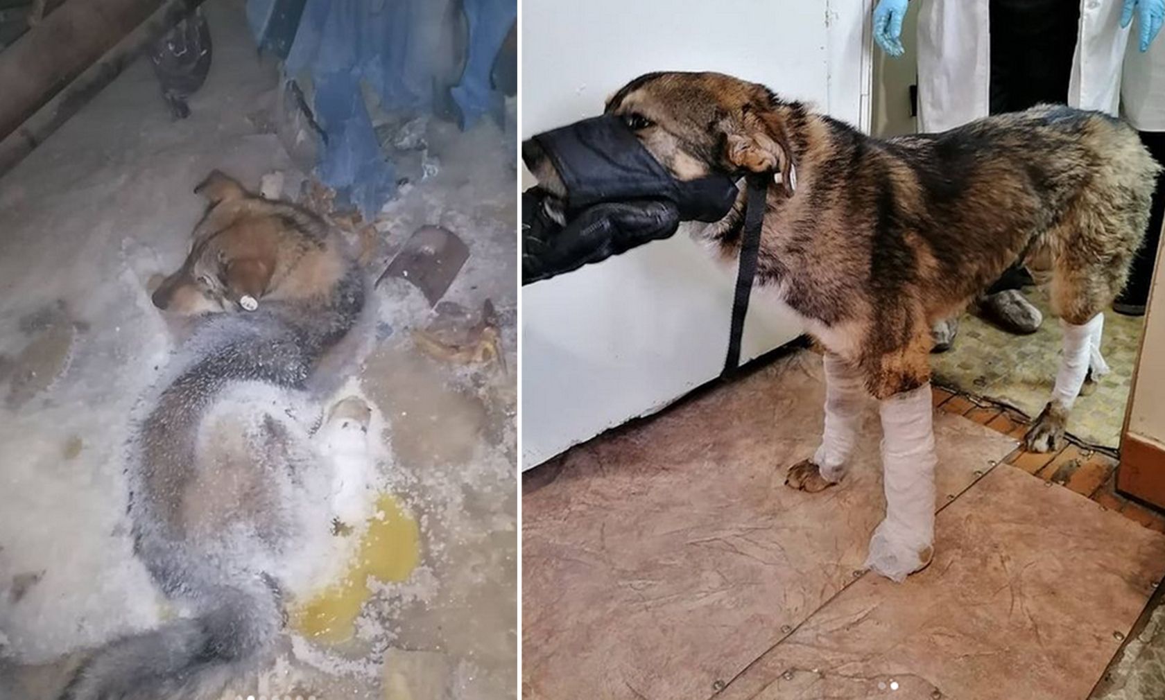 Der arme Straßenhund heulte herzzerreißend um Hilfe, als er am Boden festfrohr und nur noch den Kopf bewegen konnte. 