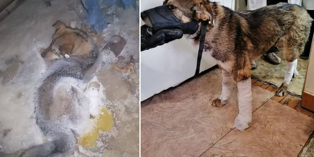 Hund friert bei 50 Grad Celsius am Boden fest Haustiere heute.at