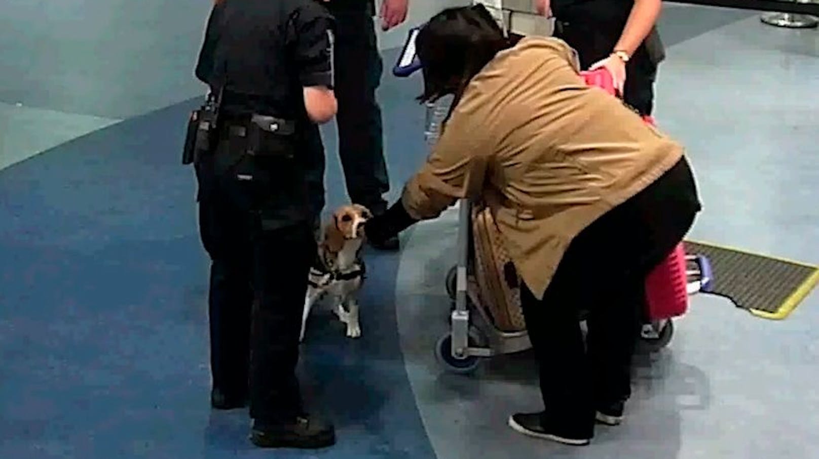 Ein Spürhund hatte bei der Einreise am Flughafen bei der Frau angeschlagen. Kurz darauf ...