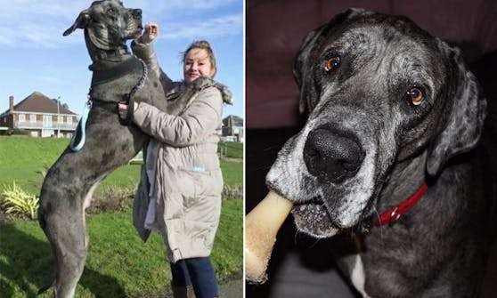 Der größte Hund der Welt ist tot Haustiere heute.at