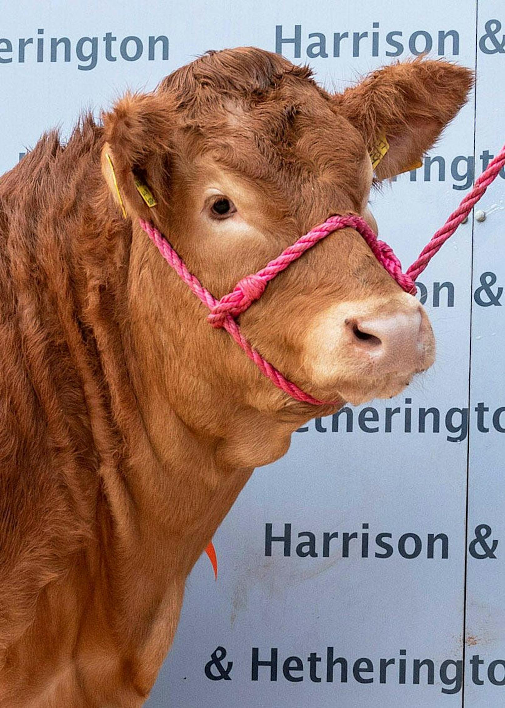Poshspice wurde im November 2019 geboren und ist eine "Färse" - eine Kuh die noch nie gekalbt hat. 