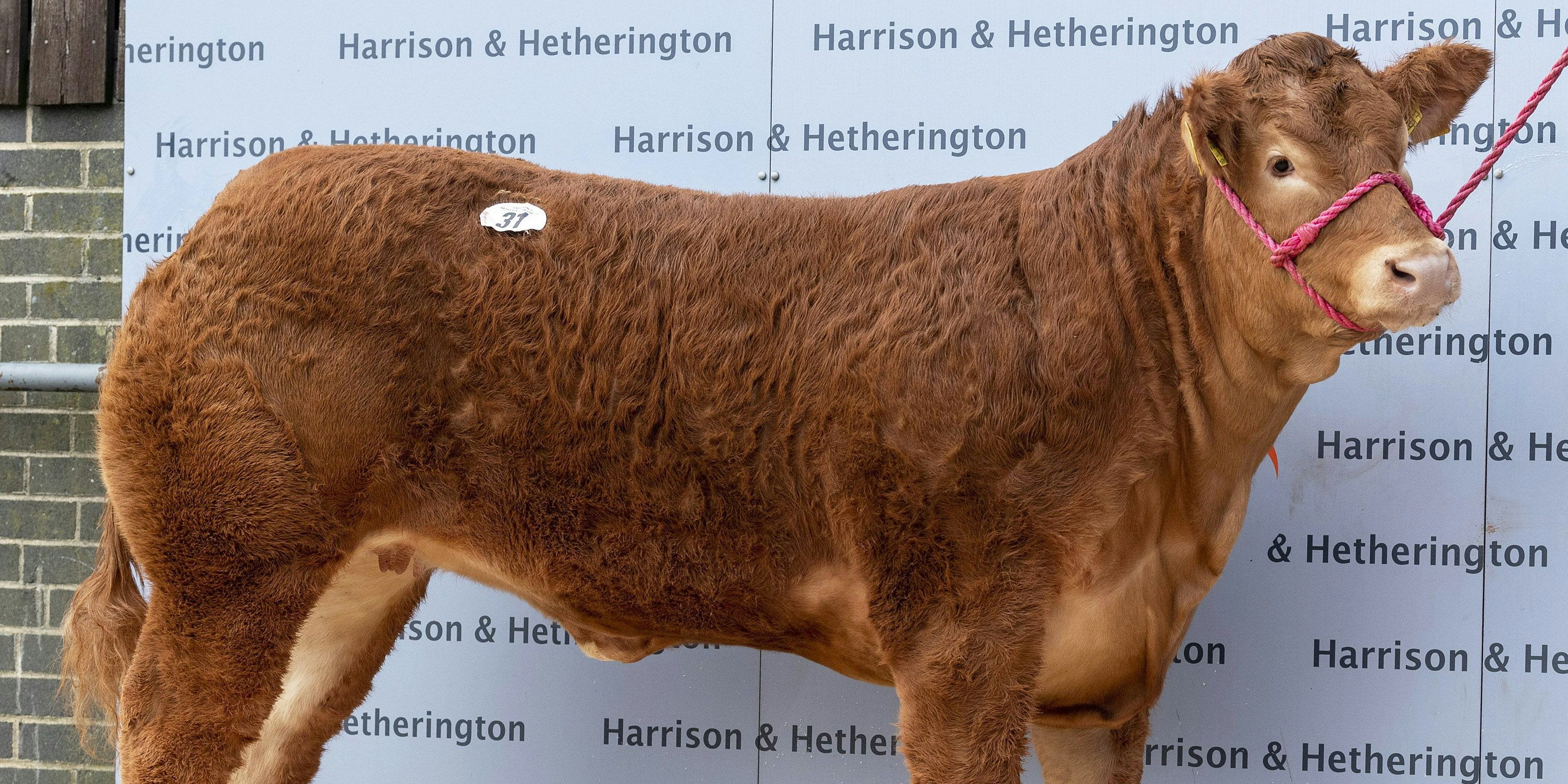 Um 262.000 britische Pfund ging das Zuchtrind an den Höchstbietenden. 