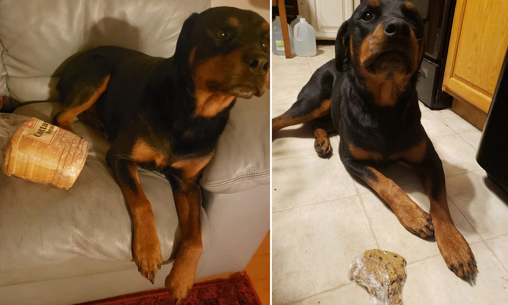 Rottweiler Hündin "Jakey" zeigt einen besonders lustigen Tick. 