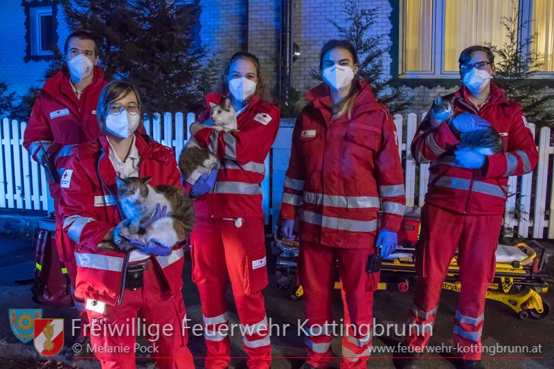 Die Rettungssanitäter mit den Samtpfoten.