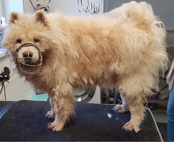 Dieser Chow Chow sieht vor der Behandlung wirklich nicht besonders gepflegt aus, oder?