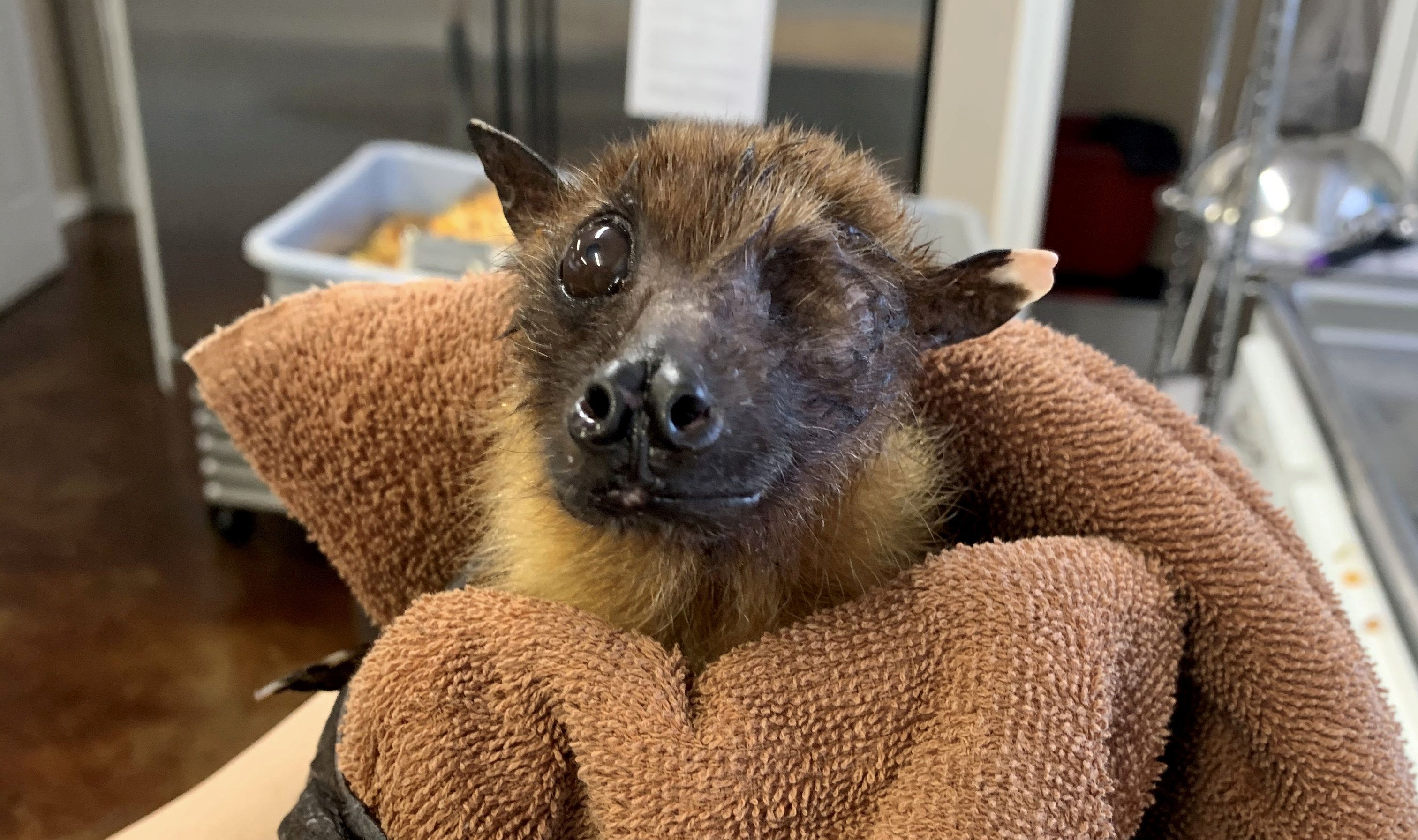 Der indische Flughund "Statler" ist bereits 33 Jahre alt und verbringt seinen Lebensabend im "Bat Wold Sanctuary" in Texas. 