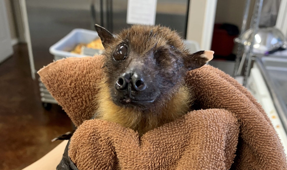 Der indische Flughund 