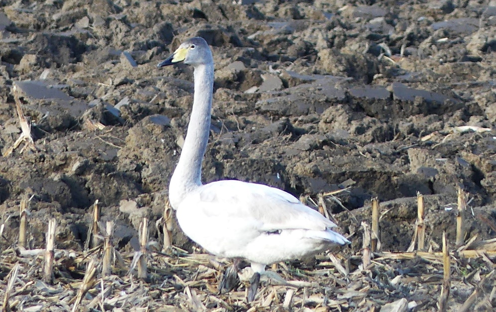 Seltene Vogelsichtungen wie der Singschwan wurden mit der Kamera festgehalten.