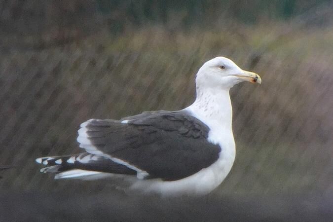 Auf der Durchreise: Die Mantelmöwe