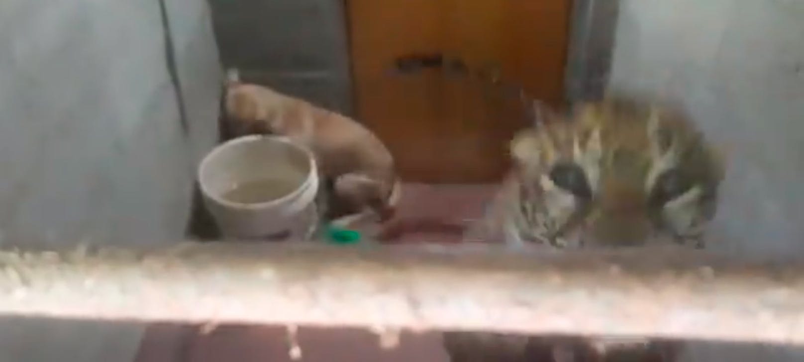 Eine Nacht und einen halben Tag verbrachte Hund "Bollu" mit einem Leoparden auf einer Toilette.
