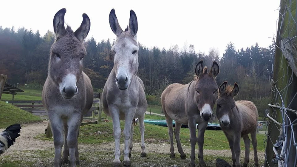 Wir warten auf euch! Das Esel-Quartett aus Buchenberg freut sich auf die Gäste.
