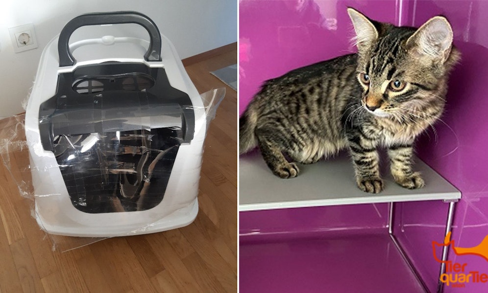 Dieses kleine Kätzchen wurde einfach in der Katzentoilette im 20. Wiener Gemeindebezirk an der Donau entsorgt. 