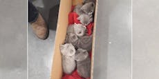 Mann mit Schachtel voller Kätzchen in Wien gestoppt